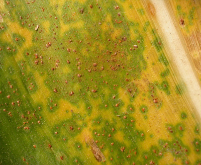southern rust 3.jpg southern rust 3.jpg